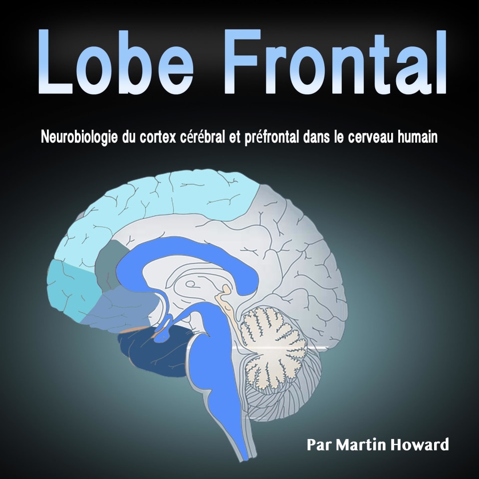 Lobe Frontal: Neurobiologie du cortex cérébral et préfrontal dans le ...