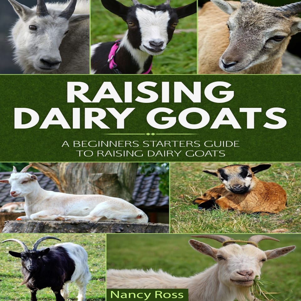 Raising dairy clearance goats